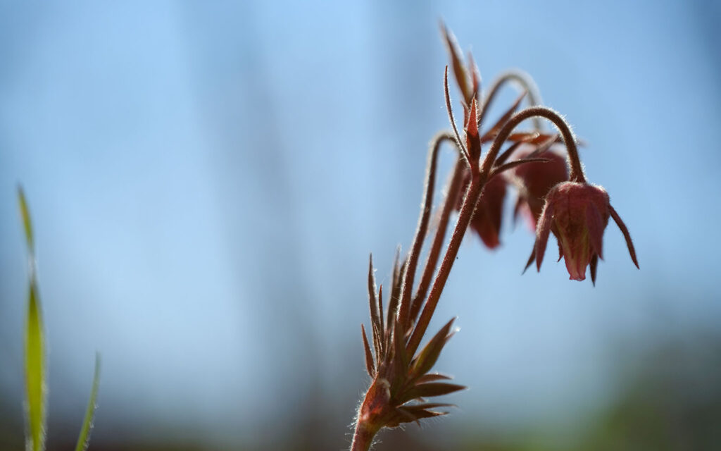 David Bernie Photos Photography First Nations Chicago Native Plants Mounds Prairie Smoke