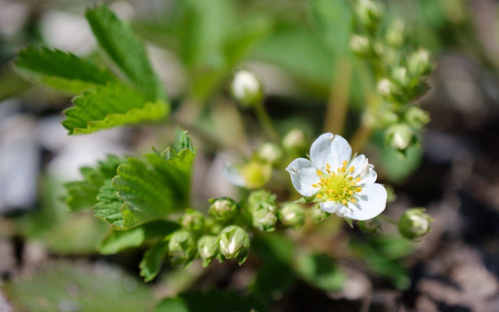 David Bernie Photos Photography First Nations Chicago Native Plants Mounds Wild Strawberry