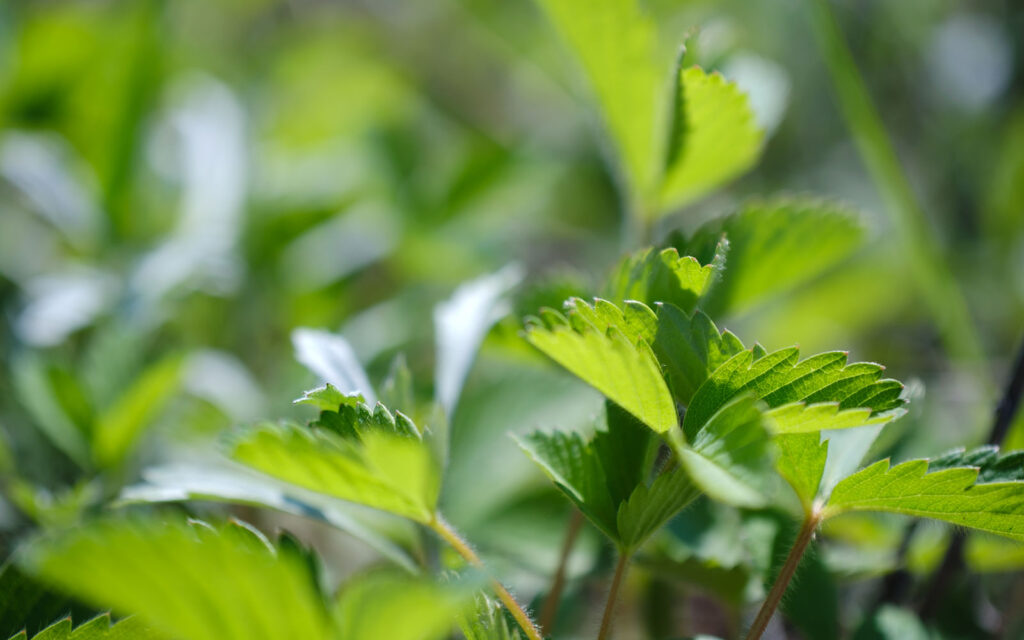 David Bernie Photos Photography First Nations Chicago Native Plants Mounds Wild Strawberry