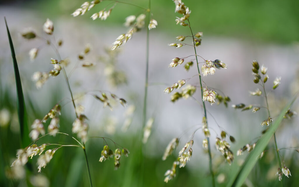 David Bernie Photos Photography First Nations Chicago Native Plants Mounds Sweet Grass Seeds