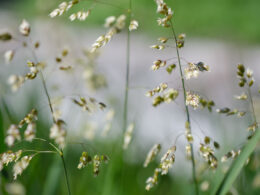 David Bernie Photos Photography First Nations Chicago Native Plants Mounds Sweet Grass Seeds