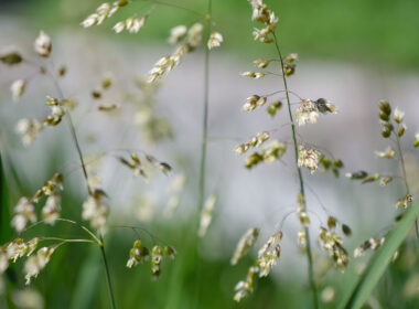 David Bernie Photos Photography First Nations Chicago Native Plants Mounds Sweet Grass Seeds