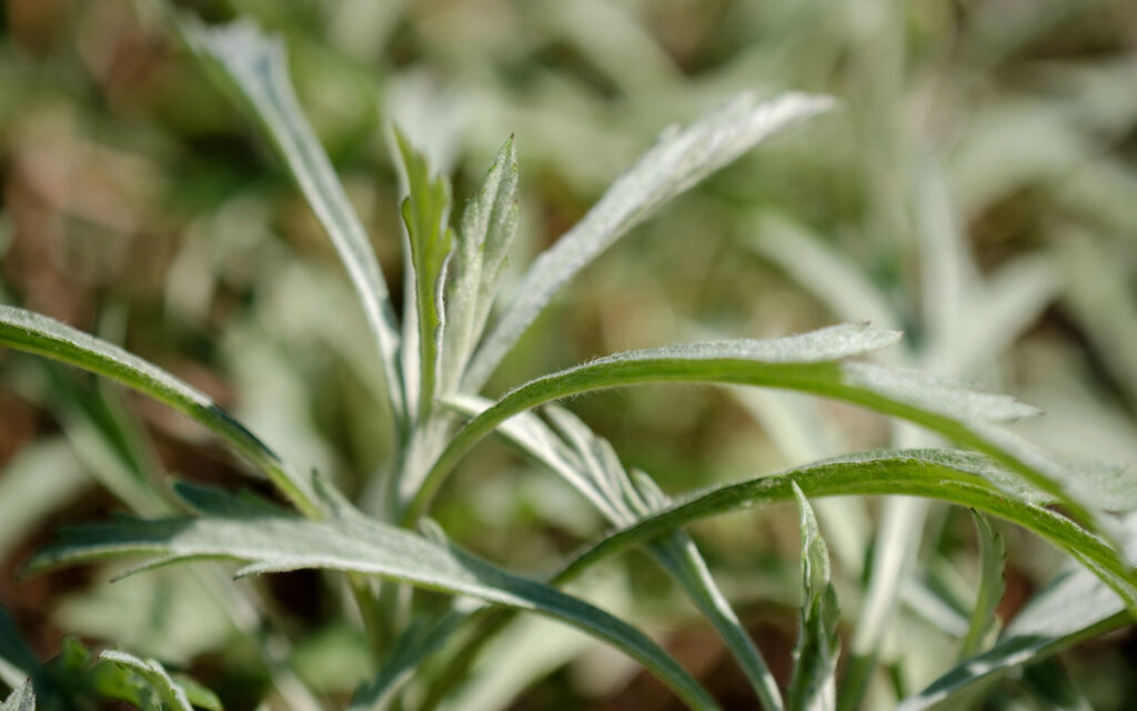 David Bernie Photos Photography First Nations Chicago Native Plants Mounds Prairie Sage