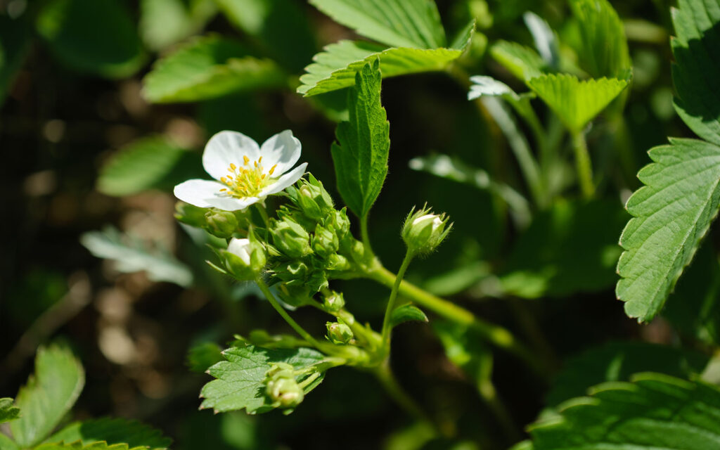 David Bernie Photos Photography First Nations Chicago Native Plants Mounds Wild Strawberry