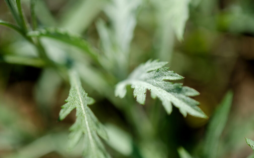 David Bernie Photos Photography First Nations Chicago Native Plants Mounds Prairie Sage