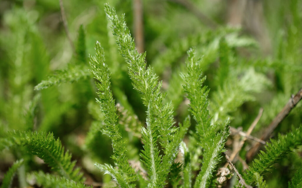 David Bernie Photos Photography First Nations Chicago Native Plants Mounds Common Yarrow