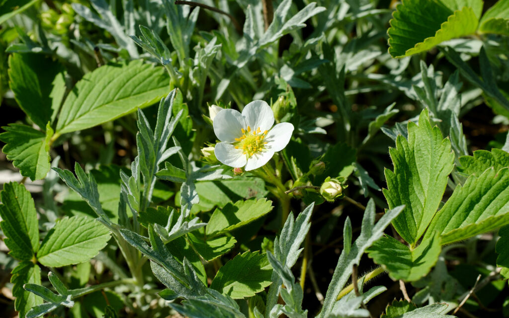 David Bernie Photos Photography First Nations Chicago Native Plants Mounds Wild Strawberry Prairie Sage