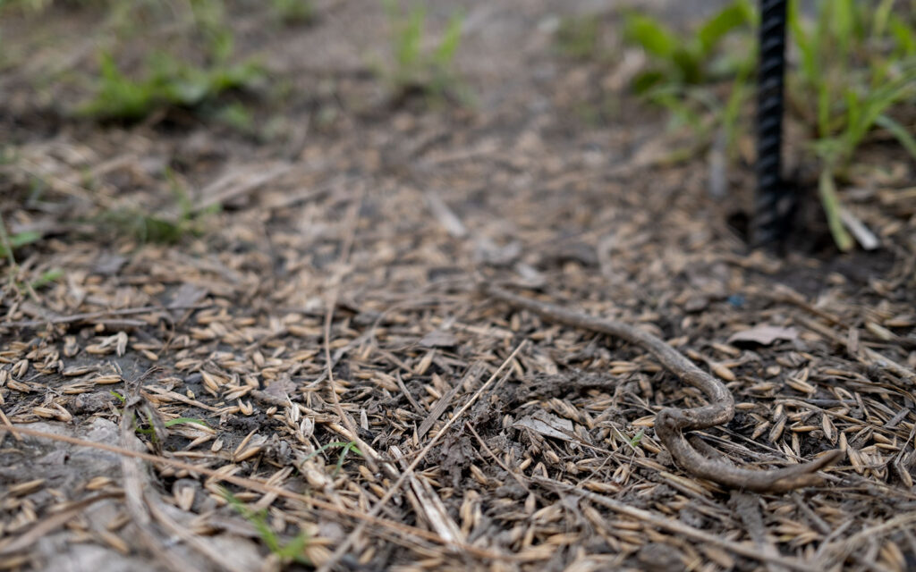 David Bernie Photos Photography Abandoned Coil Serpent Mound Land Art Lawrence Santiago X Chicago Native Art American Indian Center AIC Heather Miller Chicago Public Arts Group CPAG Maryrose Pavkovic Horner Park 4000N Northwest Portage Walking Museum Abandoned