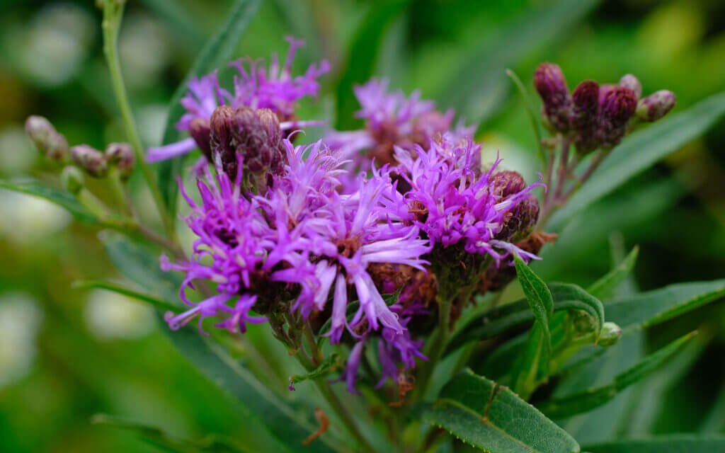 David Bernie Photos Photography First Nations Chicago Native Plants Mounds Smooth Ironweed