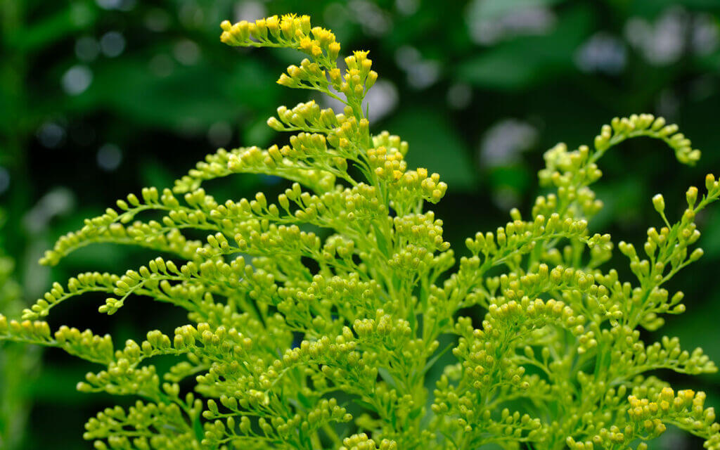 David Bernie Photos Photography First Nations Chicago Native Plants Mounds Canada Goldenrod