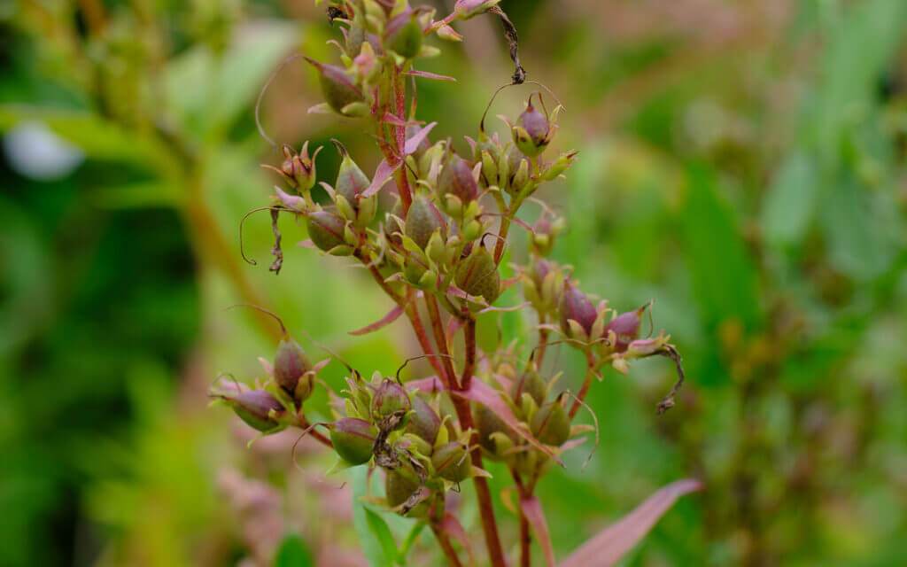 David Bernie Photos Photography First Nations Chicago Native Plants Mounds Beardtongue Foxglove