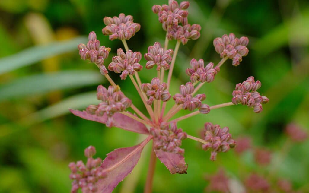 David Bernie Photos Photography First Nations Chicago Native Plants Mounds Golden Alexander