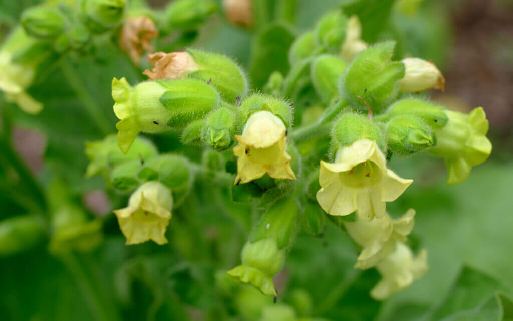 David Bernie Photos Photography First Nations Chicago Native Plants Mounds Northern Tobacco