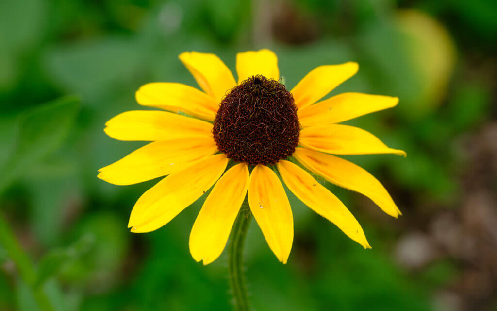 David Bernie Photos Photography First Nations Chicago Native Plants Mounds Brown-eyed Susan