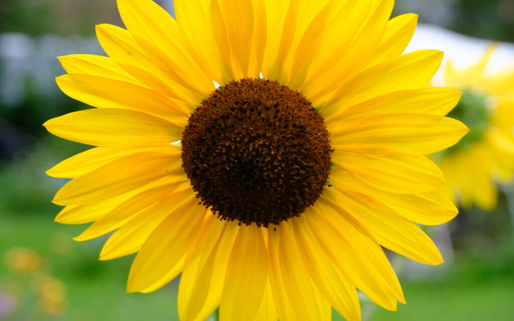 David Bernie Photos Photography First Nations Chicago Native Plants Mounds Sunflower