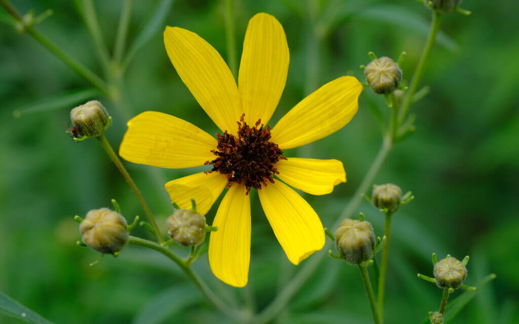 David Bernie Photos Photography First Nations Chicago Native Plants Mounds Tall Coreopsis