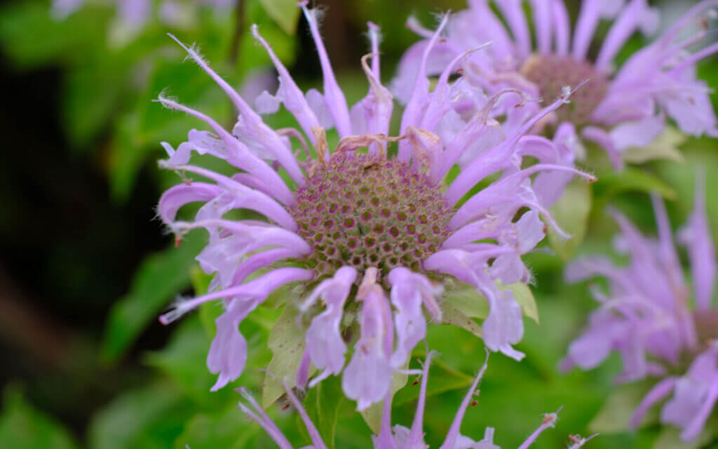 David Bernie Photos Photography First Nations Chicago Native Plants Mounds Wild Bergamot