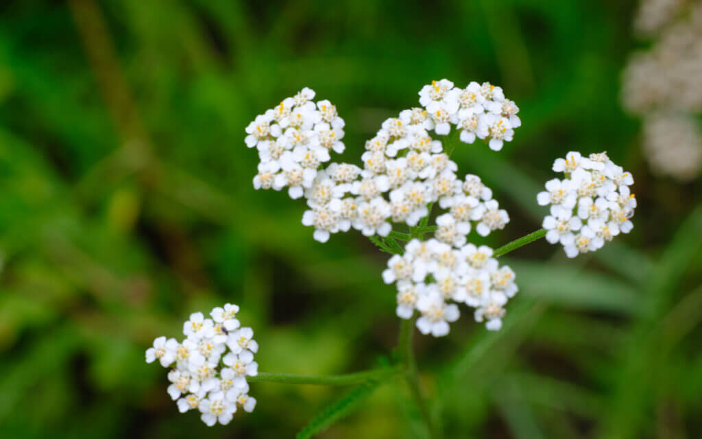 David Bernie Photos Photography First Nations Chicago Native Plants Mounds Common Yarrow