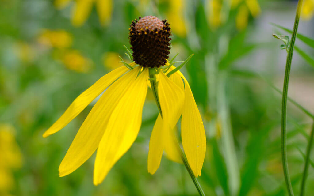 David Bernie Photos Photography First Nations Chicago Native Plants Mounds Grey-headed Coneflower