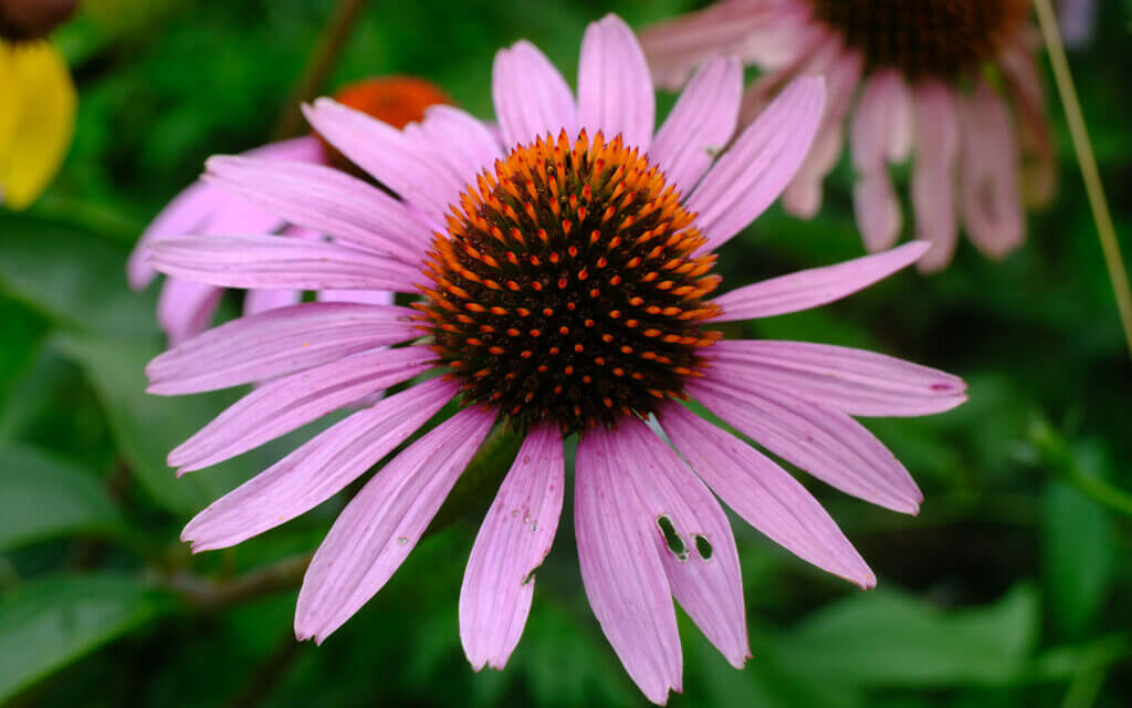 David Bernie Photos Photography First Nations Chicago Native Plants Mounds Purple Coneflower