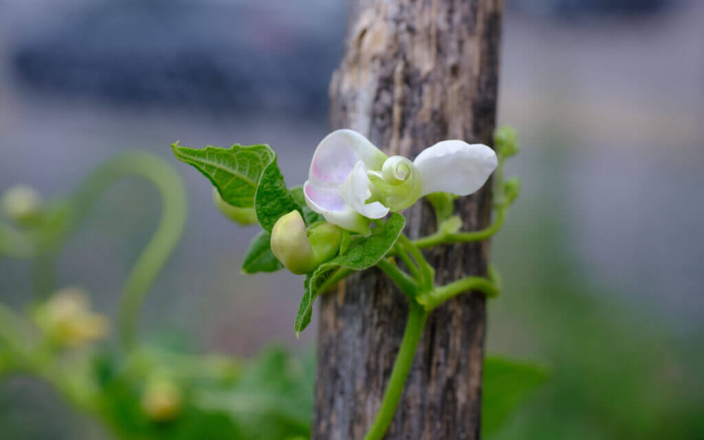 David Bernie Photos Photography First Nations Chicago Native Plants Mounds Hidatsa Shied Beans