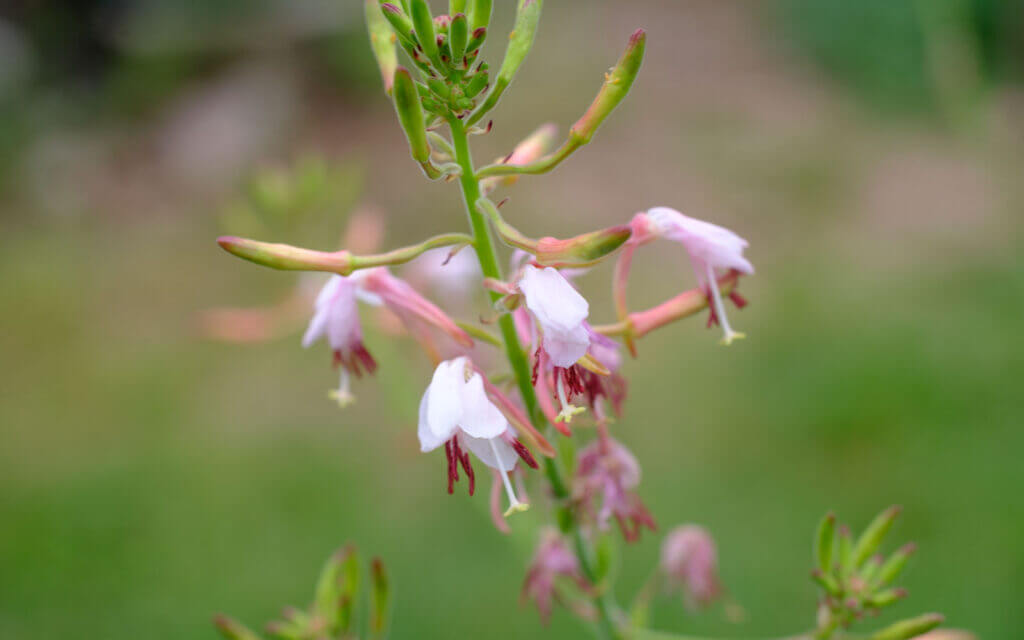 David Bernie Photos Photography First Nations Chicago Native Plants Mounds Biennial Bee Blossom