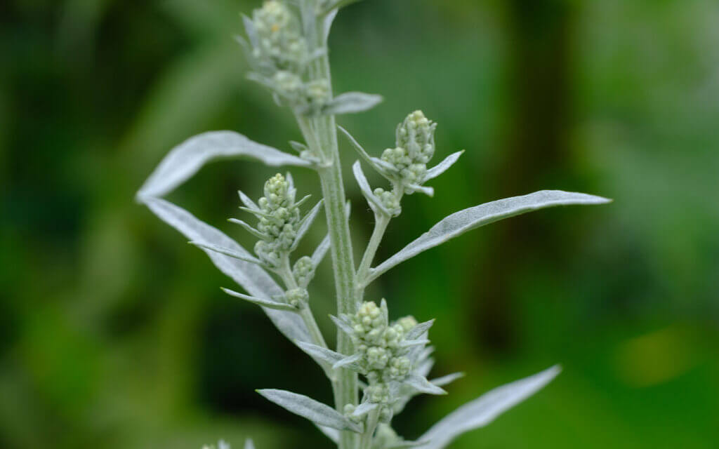 David Bernie Photos Photography First Nations Chicago Native Plants Mounds White Prairie Sage