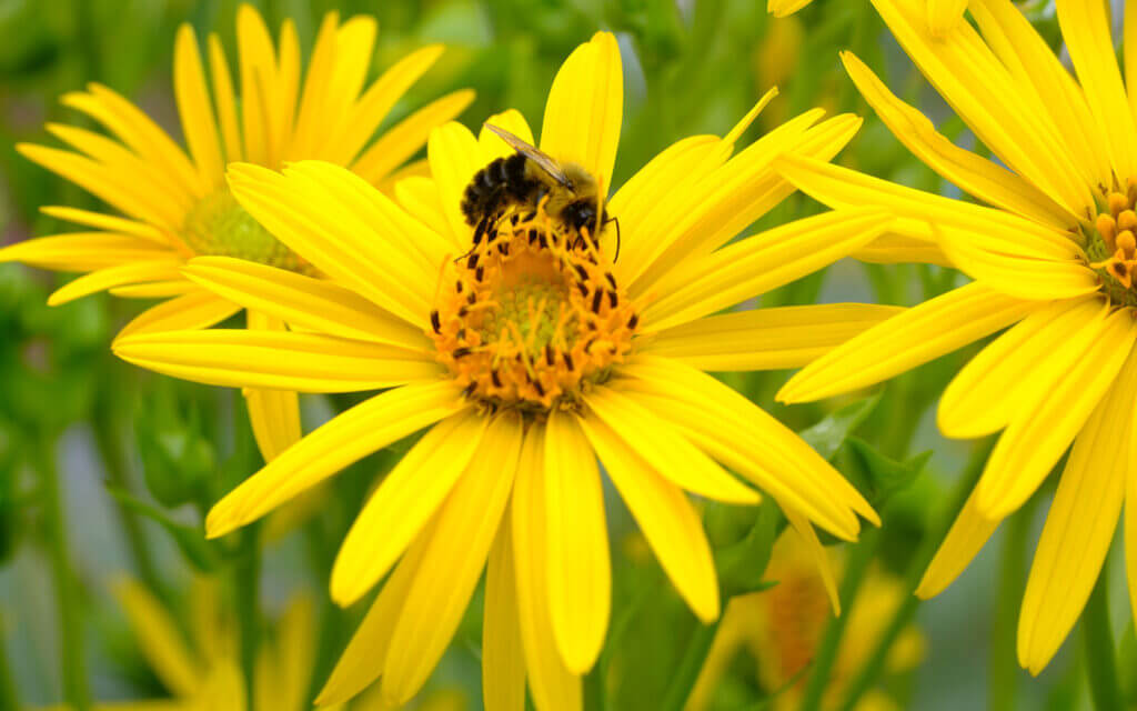 David Bernie Photos Photography First Nations Chicago Native Plants Mounds Cup Plant Bumble Bee