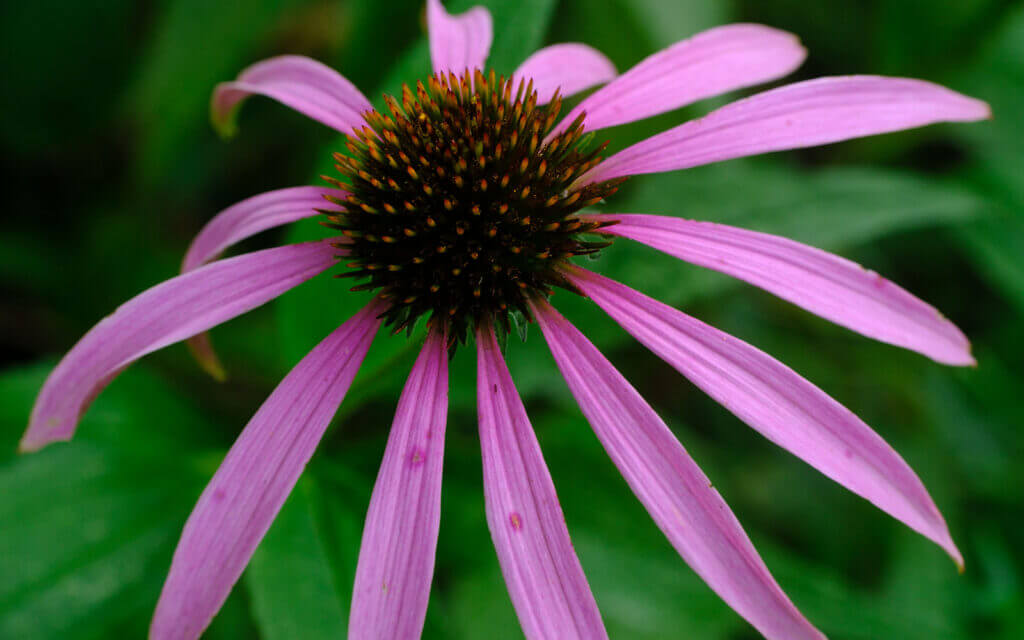 David Bernie Photos Photography First Nations Chicago Native Plants Mounds Pale Purple Coneflower