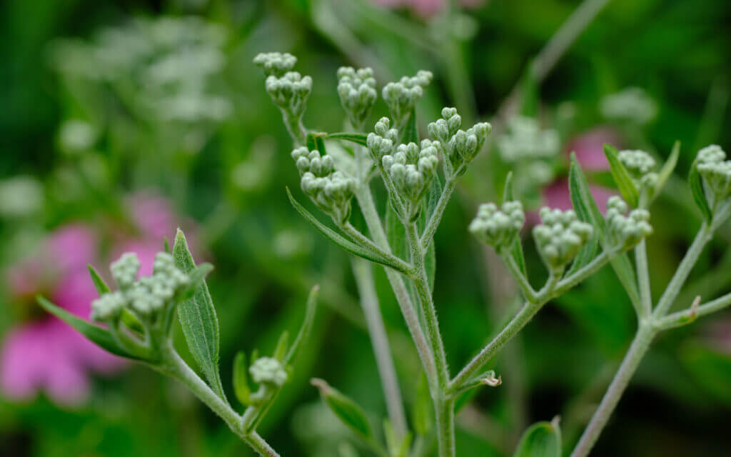 David Bernie Photos Photography First Nations Chicago Native Plants Mounds Tall Boneset