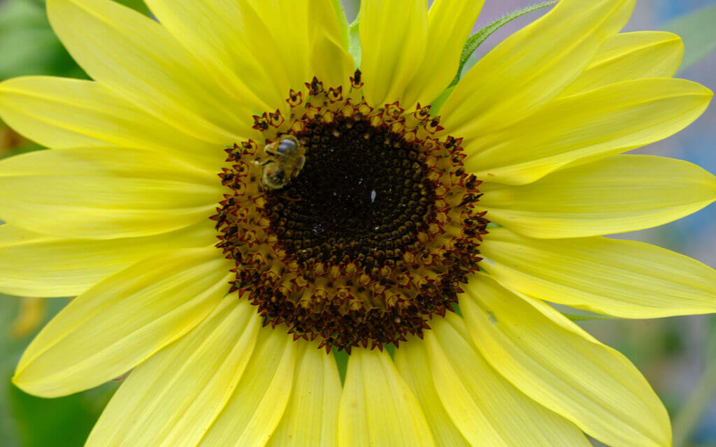 David Bernie Photos Photography First Nations Chicago Native Plants Mounds Lemon Queen Sunflower Bee