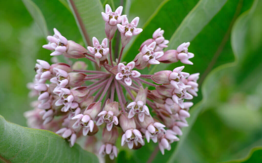 David Bernie Photos Photography First Nations Chicago Native Plants Mounds Common Milkweed