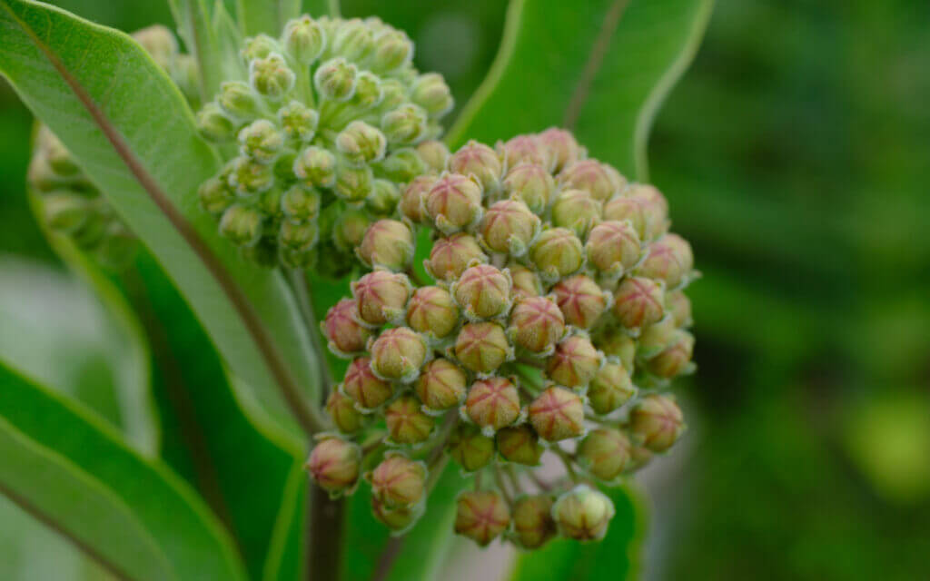 David Bernie Photos Photography First Nations Chicago Native Plants Mounds Common Milkweed