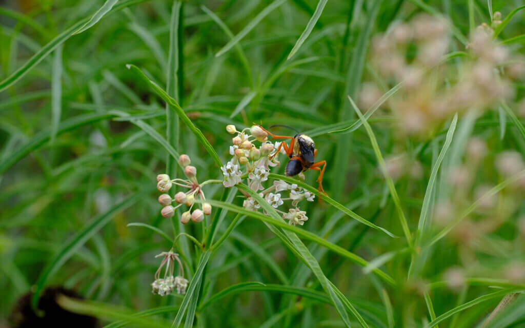 David Bernie Photos Photography First Nations Chicago Native Plants Mounds Milkweed Great Golden Digger Wasp