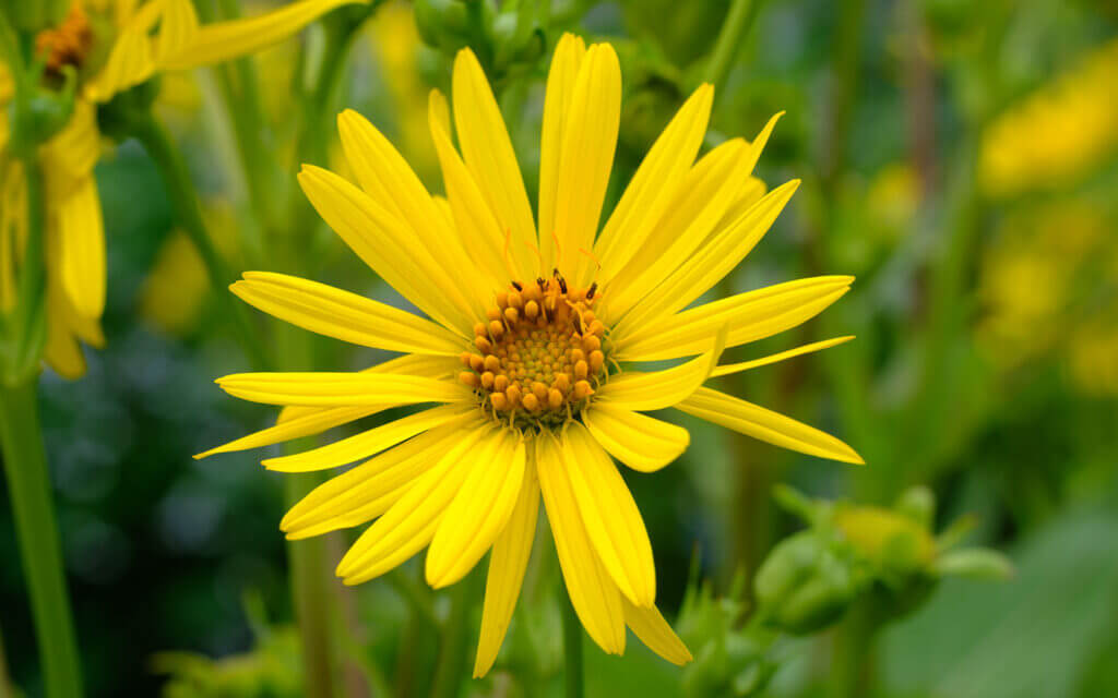 David Bernie Photos Photography First Nations Chicago Native Plants Mounds Cup Plant