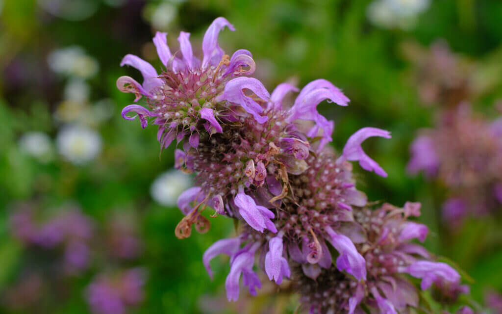 David Bernie Photos Photography First Nations Chicago Native Plants Mounds Lemon Bee Balm