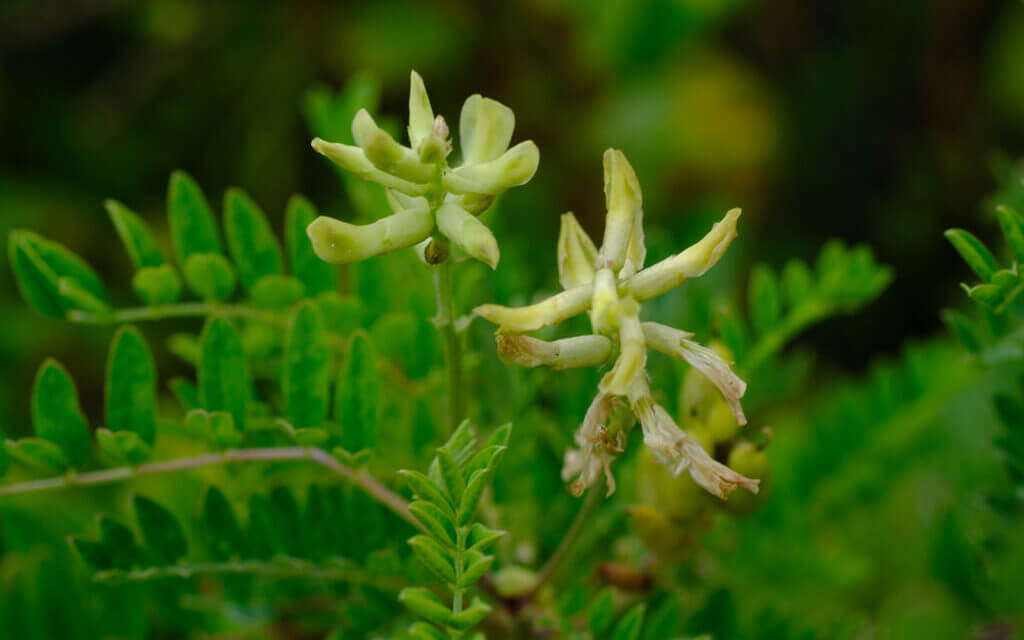 David Bernie Photos Photography First Nations Chicago Native Plants Mounds Canadian Milkvetch