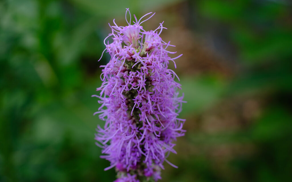 David Bernie Photos Photography First Nations Chicago Native Plants Mounds Prairie Blazing Star