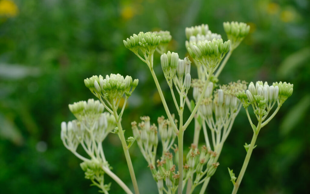 David Bernie Photos Photography First Nations Chicago Native Plants Mounds Pale Indian Plantain