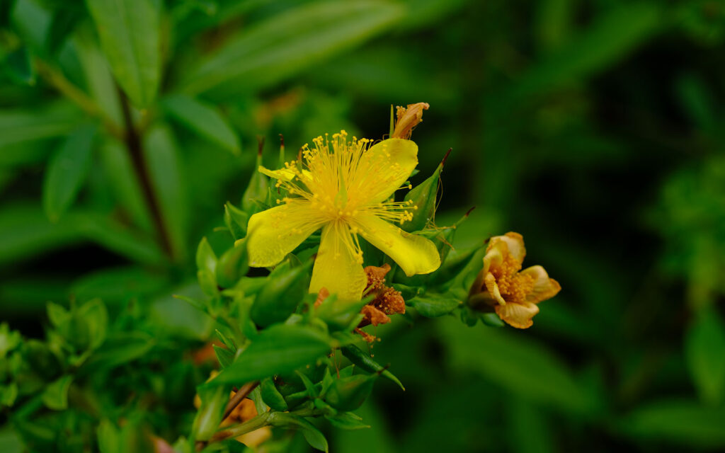 David Bernie Photos Photography First Nations Chicago Native Plants Mounds Showy St. Johns Wort