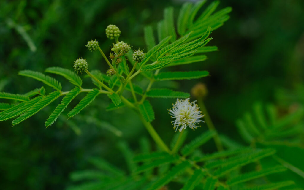 David Bernie Photos Photography First Nations Chicago Native Plants Mounds Illinois Bundle Flower