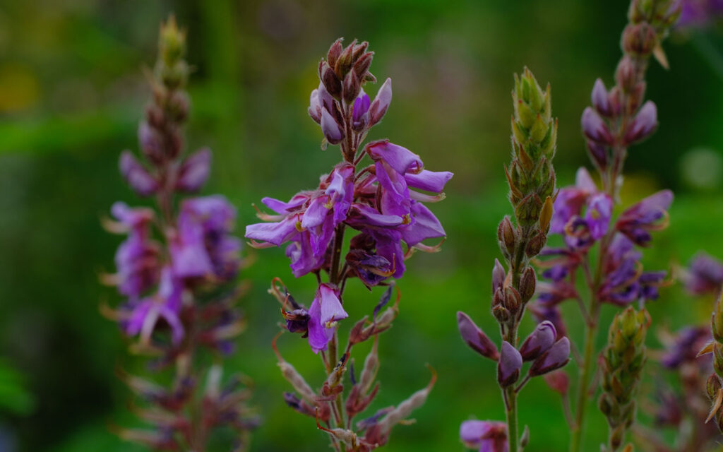 David Bernie Photos Photography First Nations Chicago Native Plants Mounds Showy Tick Trefoil