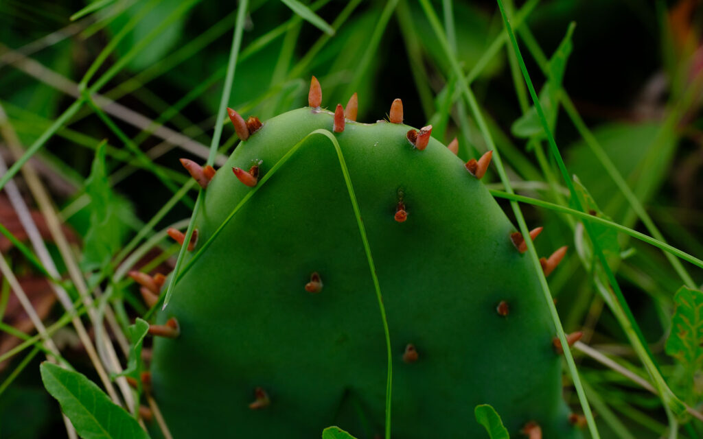 David Bernie Photos Photography First Nations Chicago Native Plants Mounds Eastern Prickly Pear Cactus