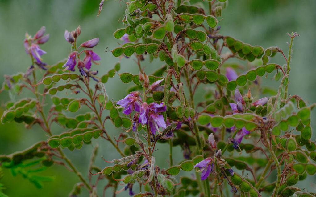 David Bernie Photos Photography First Nations Chicago Native Plants Mounds Showy Tick Trefoil