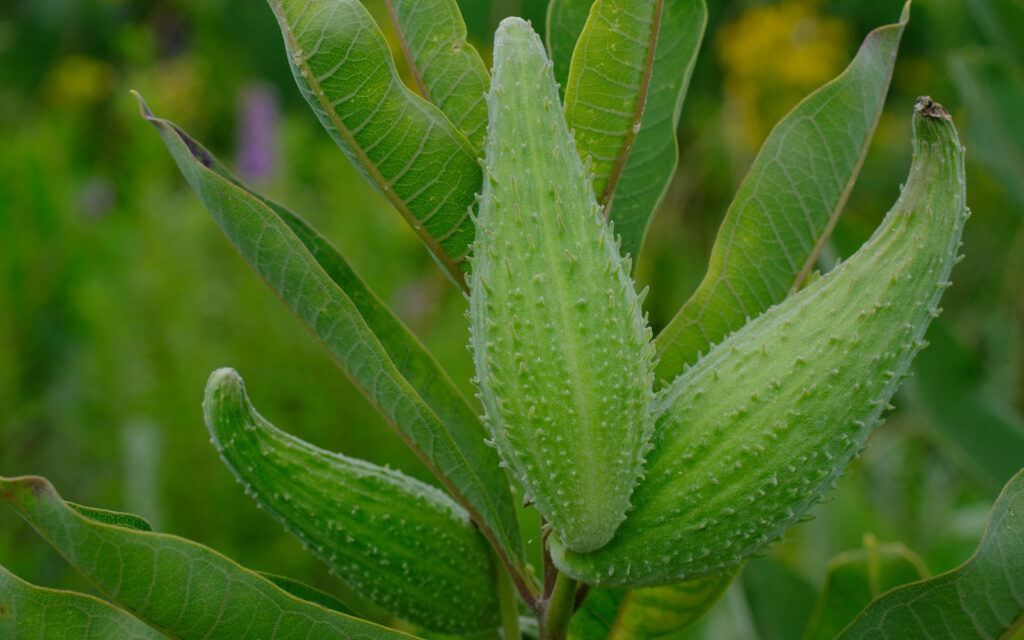 David Bernie Photos Photography First Nations Chicago Native Plants Mounds Common Milkweed