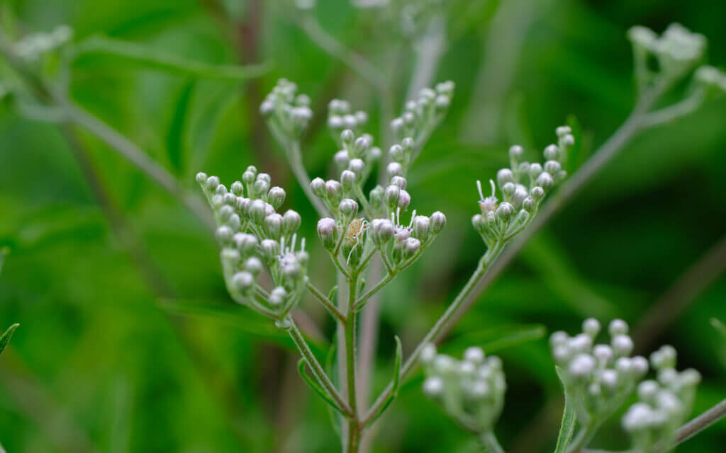 David Bernie Photos Photography First Nations Chicago Native Plants Mounds Tall Boneset