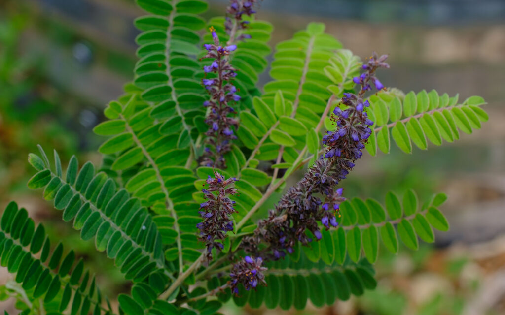 David Bernie Photos Photography First Nations Chicago Native Plants Mounds Lead Plant