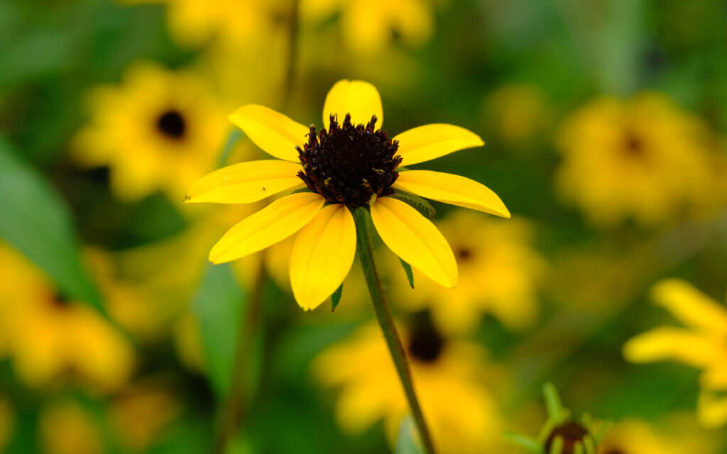 David Bernie Photos Photography First Nations Chicago Native Plants Mounds Sweet Brown-eyed Susan