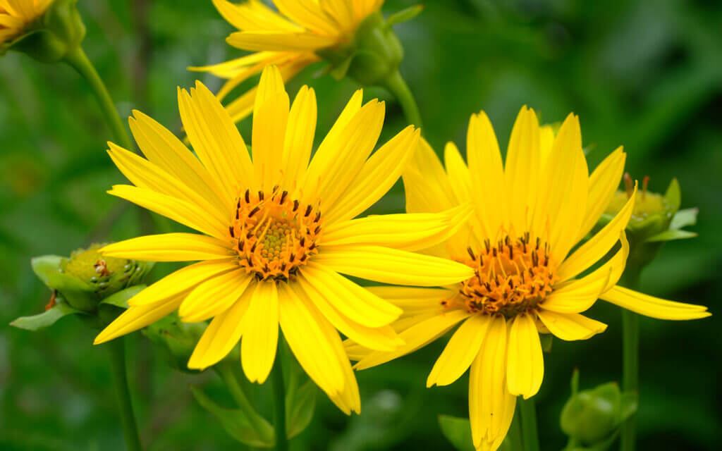 David Bernie Photos Photography First Nations Chicago Native Plants Mounds Cup Plant