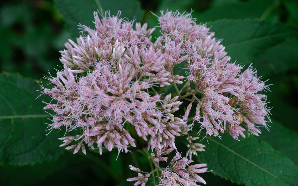 David Bernie Photos Photography First Nations Chicago Native Plants Mounds Joe Pye Weed